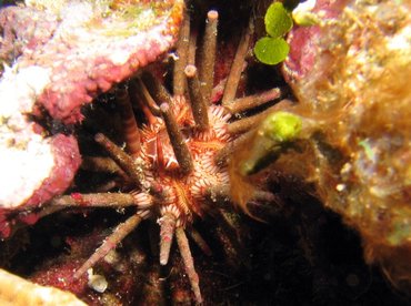 Slate Pencil Urchin - Eucidaris tribuloides - Roatan, Honduras