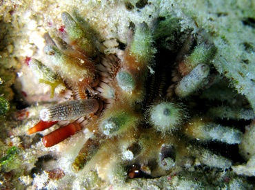 Slate Pencil Urchin - Eucidaris tribuloides - St Thomas, USVI