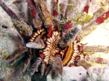 Slate Pencil Urchin - Eucidaris tribuloides - Grand Cayman