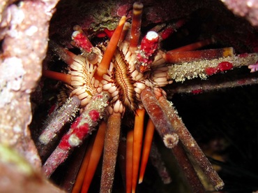 Slate Pencil Urchin - Eucidaris tribuloides - Cozumel, Mexico