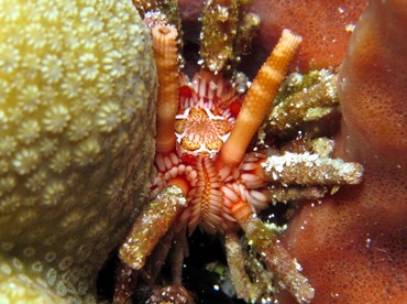 Slate Pencil Urchin - Eucidaris tribuloides - Cozumel, Mexico