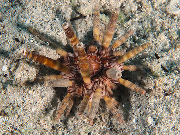 Slate Pencil Urchin - Eucidaris tribuloides - Cozumel, Mexico