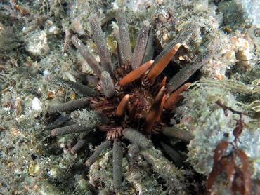 Slate Pencil Urchin - Eucidaris tribuloides - Blue Heron Bridge, Florida