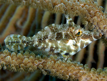 Slender Filefish - Monacanthus tuckeri - Cozumel, Mexico