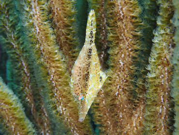 Slender Filefish - Monacanthus tuckeri - Turks and Caicos