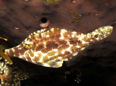 Slender Filefish - Monacanthus tuckeri - Cozumel, Mexico