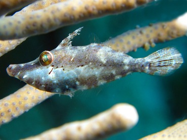 Slender Filefish - Monacanthus tuckeri - Cozumel, Mexico