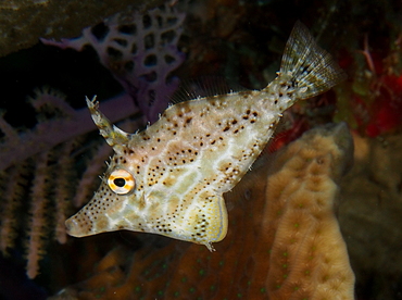 Slender Filefish - Monacanthus tuckeri - Belize