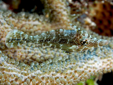 Slender Filefish - Monacanthus tuckeri - Cozumel, Mexico