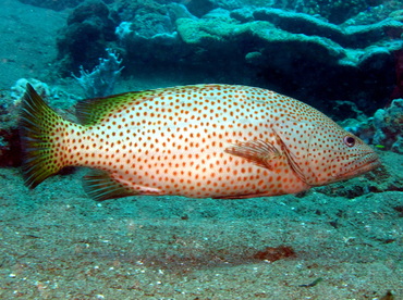 Slender Grouper - Anyperodon leucogrammicus - Dumaguete, Philippines