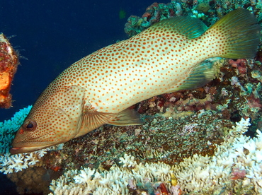 Slender Grouper - Anyperodon leucogrammicus - Fiji