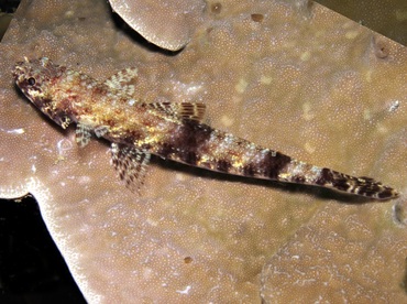 Slender Lizardfish - Saurida gracilis - Palau