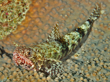 Slender Lizardfish - Saurida gracilis - Wakatobi, Indonesia