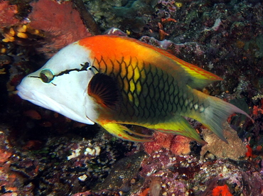 Slingjaw Wrasse - Epibulus insidiator - Fiji