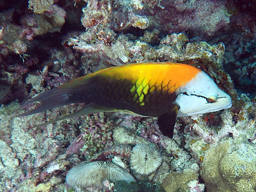 Slingjaw Wrasse - Epibulus insidiator - Great Barrier Reef, Australia