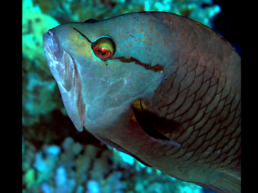 Slingjaw Wrasse - Epibulus insidiator - Great Barrier Reef, Australia