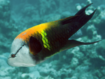 Slingjaw Wrasse - Epibulus insidiator - Great Barrier Reef, Australia