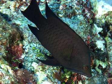 Slingjaw Wrasse - Epibulus insidiator - Great Barrier Reef, Australia