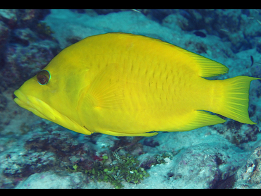 Slingjaw Wrasse - Epibulus insidiator - Rangiroa, French Polynesia