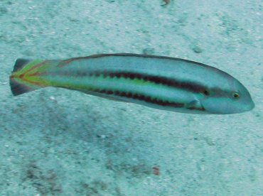 Slippery Dick - Halichoeres bivittatus - Aruba
