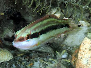 Slippery Dick - Halichoeres bivittatus - Blue Heron Bridge, Florida