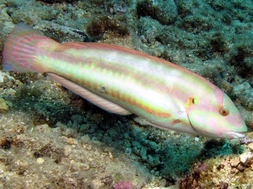 Slippery Dick - Halichoeres bivittatus - Cozumel, Mexico