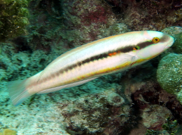 Slippery Dick - Halichoeres bivittatus - The Exumas, Bahamas