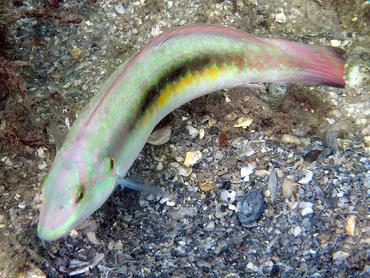 Slippery Dick - Halichoeres bivittatus - Blue Heron Bridge, Florida