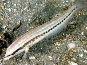 Slippery Dick - Halichoeres bivittatus - Blue Heron Bridge, Florida