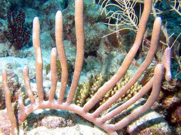 Slit-Pore Sea Rods - Plexaurella spp. - Bonaire