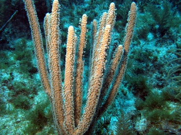 Slit-Pore Sea Rods - Plexaurella spp. - Roatan, Honduras