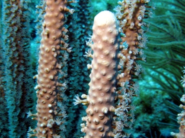 Slit-Pore Sea Rods - Plexaurella spp. - Roatan, Honduras
