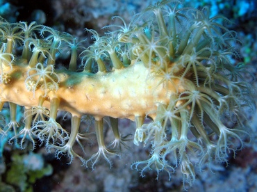 Slit-Pore Sea Rods - Plexaurella spp. - Nassau, Bahamas