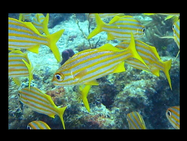 Smallmouth Grunt - Brachygenys chrysargyreum - Bimini, Bahamas