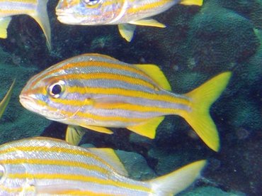 Smallmouth Grunt - Brachygenys chrysargyreum - Bonaire