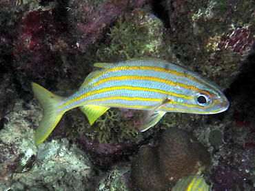 Smallmouth Grunt - Brachygenys chrysargyreum - Bonaire