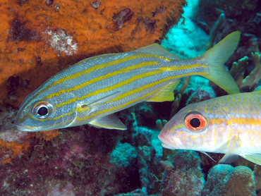 Smallmouth Grunt - Brachygenys chrysargyreum - Bonaire