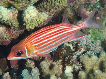 Smallmouth Squirrelfish - Sargocentron microstoma - Moorea, French Polynesia