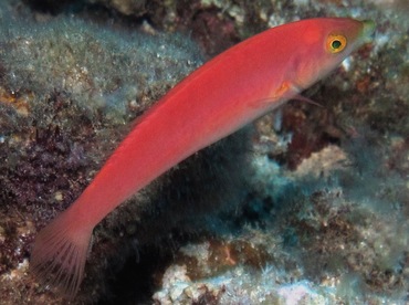 Smalltail Wrasse - Pseudojuloides cerasinus - Lanai, Hawaii