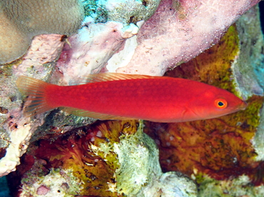 Smalltail Wrasse - Pseudojuloides cerasinus - Big Island, Hawaii