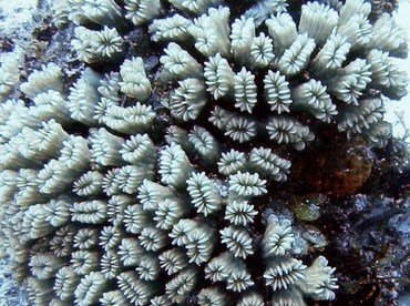 Smooth Flower Coral - Eusmilia fastiginia - Cozumel, Mexico