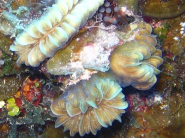 Smooth Flower Coral - Eusmilia fastiginia - Turks and Caicos