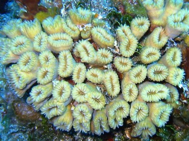 Smooth Flower Coral - Eusmilia fastiginia - Bimini, Bahamas