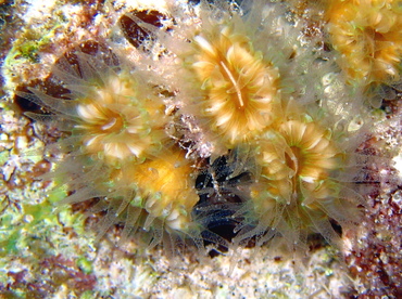 Smooth Flower Coral - Eusmilia fastiginia - Grand Cayman