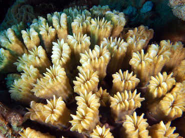 Smooth Flower Coral - Eusmilia fastiginia - Cozumel, Mexico