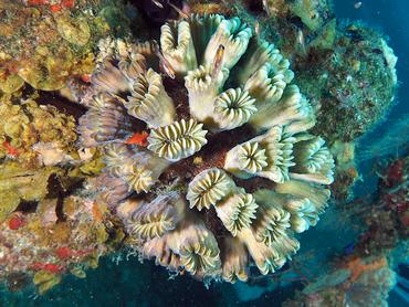 Smooth Flower Coral - Eusmilia fastigiata - British Virgin Islands
