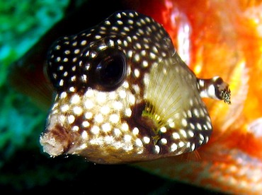 Smooth Trunkfish - Lactophrys triqueter - St Thomas, USVI