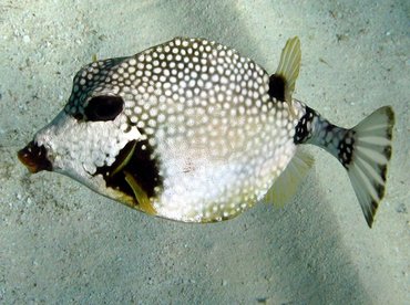 Smooth Trunkfish - Lactophrys triqueter - Isla Mujeres, Mexico
