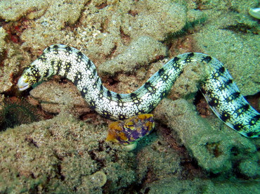 Snowflake Moray Eel - Echidna nebulosa - Lembeh Strait, Indonesia