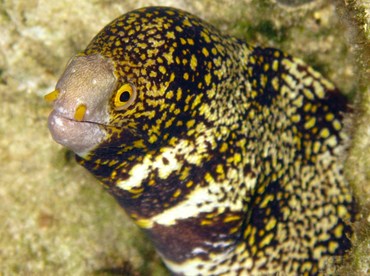 Snowflake Moray Eel - Echidna nebulosa - Palau